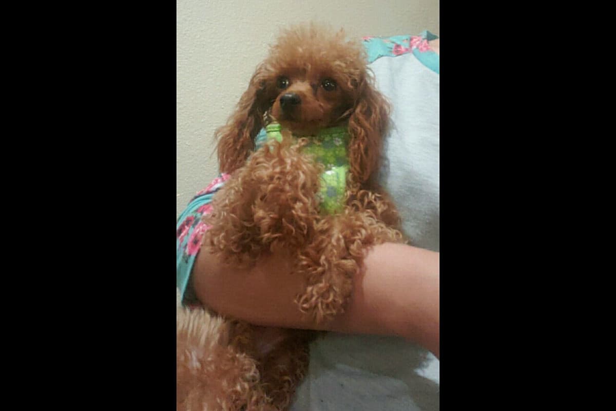 Toy Poodle female Pup 5 lbs when adult breeder image 14
