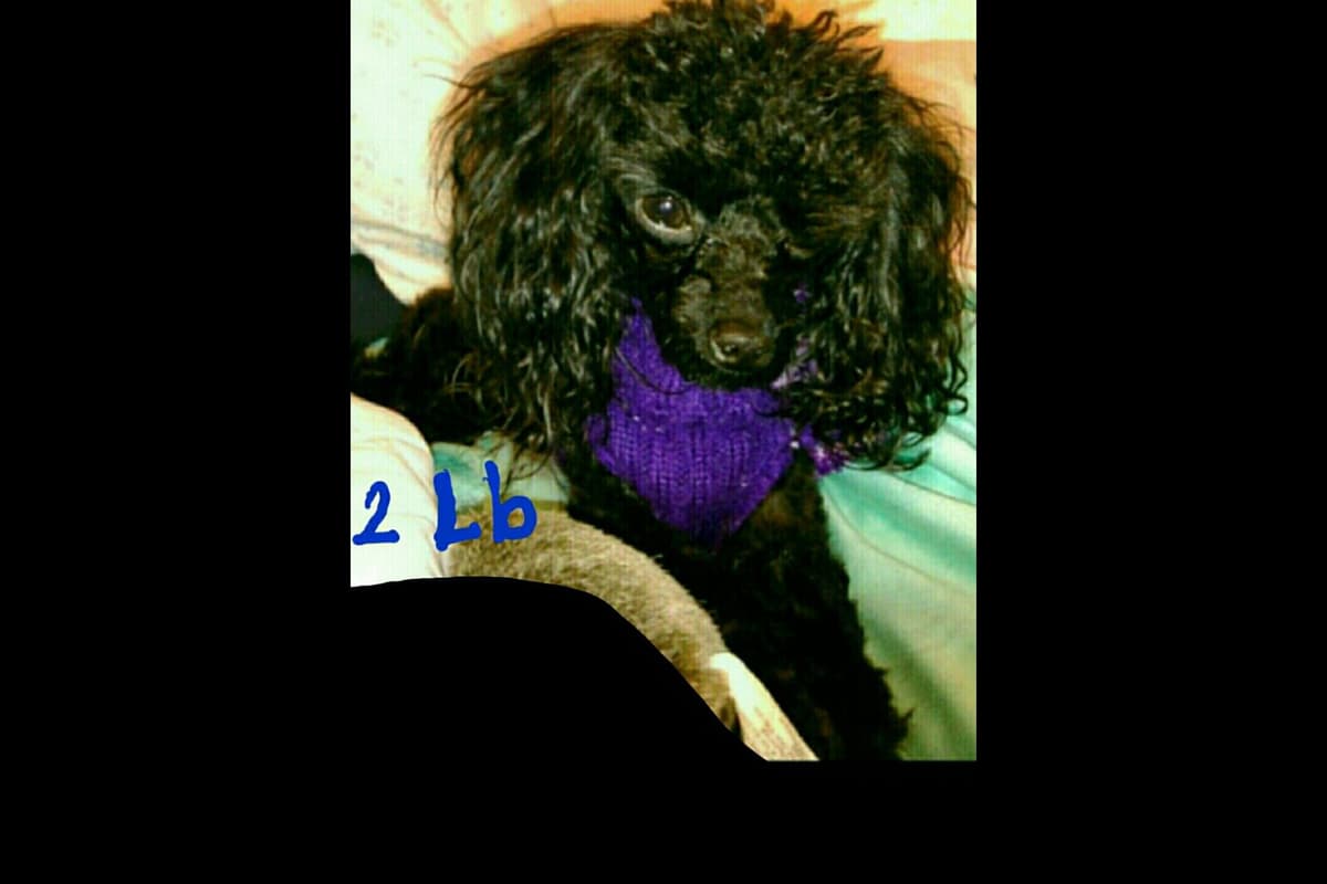 Toy Poodle female Pup 5 lbs when adult breeder image 17