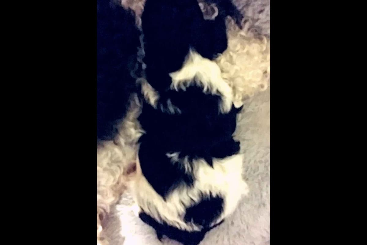 Toy Poodle female Pup 5 lbs when adult breeder image 13