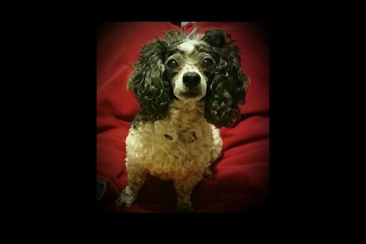 Toy Poodle female Pup 5 lbs when adult breeder image 12