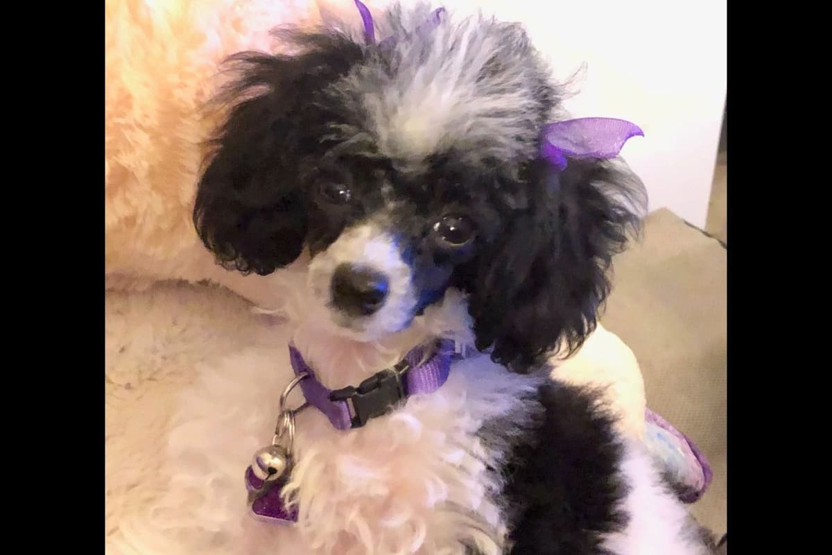 Toy Poodle female Pup 5 lbs when adult breeder image 41