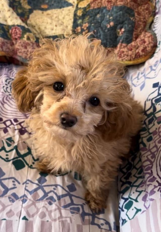 Toy Male Poodle Pup charting 4.5# $2500 media 7