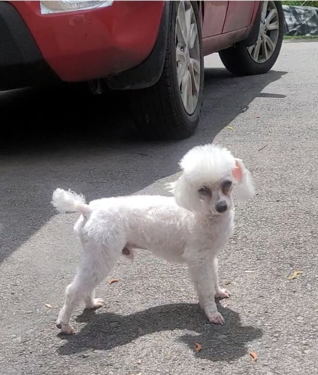 Toy Male Poodle Pup charting 4.5# $2500 media 8