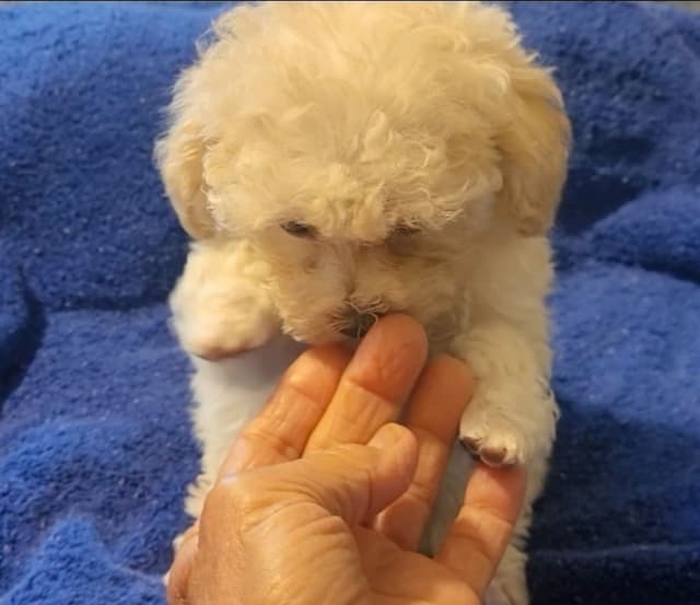 Toy Male Poodle Pup charting 4.5# $2500 media 4