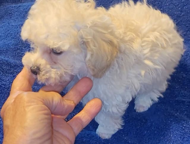 Toy Male Poodle Pup charting 4.5# $2500 media 6