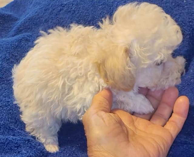 Toy Male Poodle Pup charting 4.5# $2500 media 5