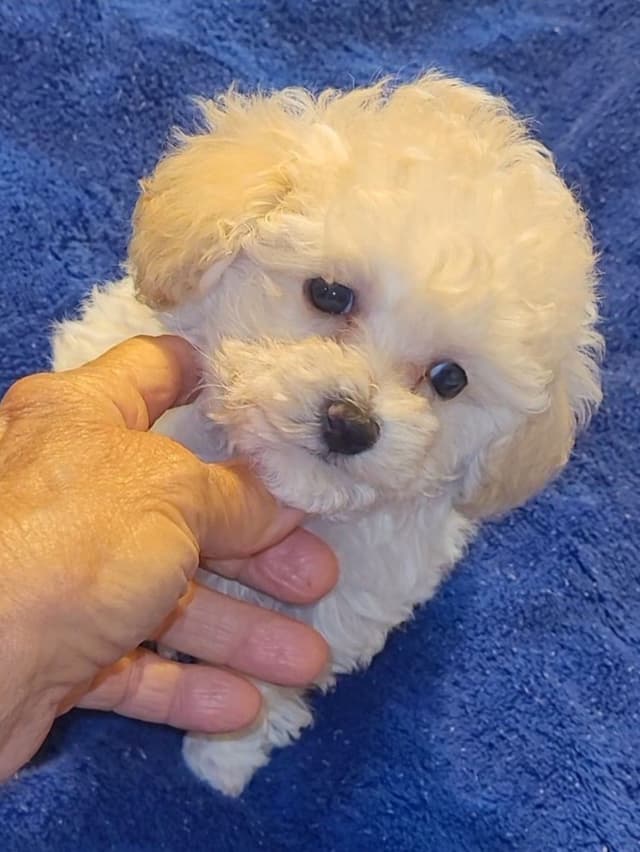 Toy Male Poodle Pup charting 4.5# $2500 media 3