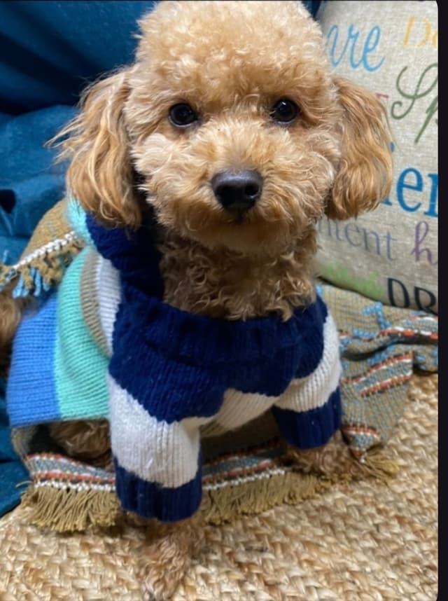 Toy Poodle Pups charts 6+ lb $2500 media 6