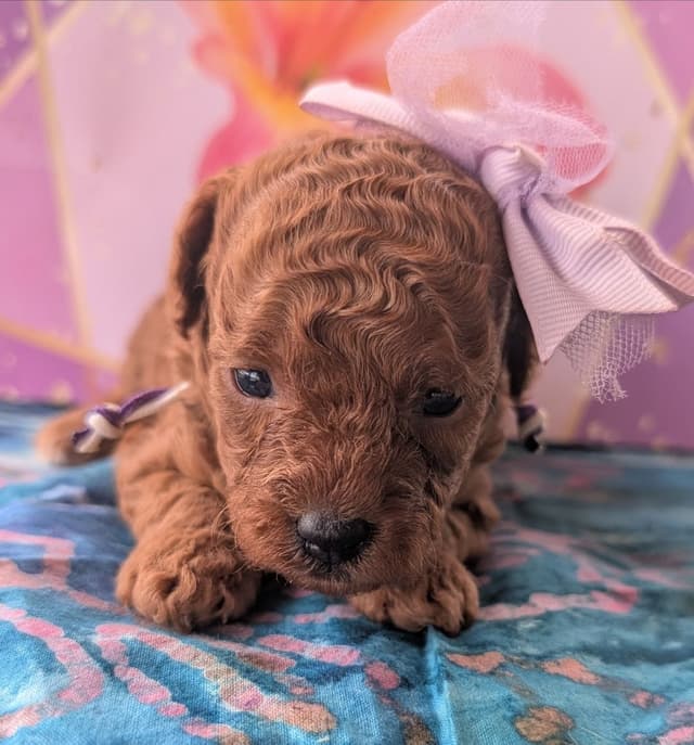 Toy Poodle Pups charts 6+ lb $2500 media 5