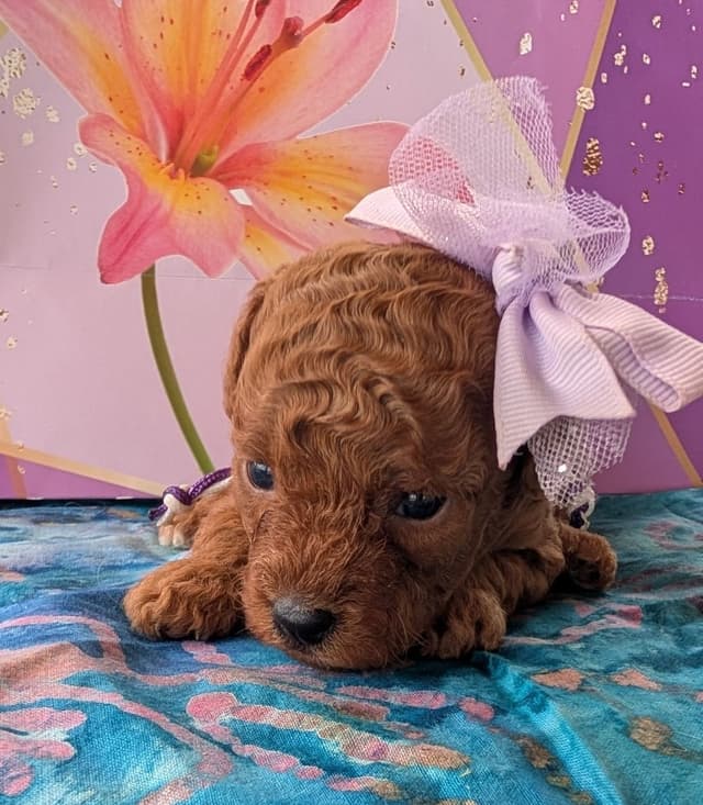 Toy Poodle Pups charts 6+ lb $2500 media 4