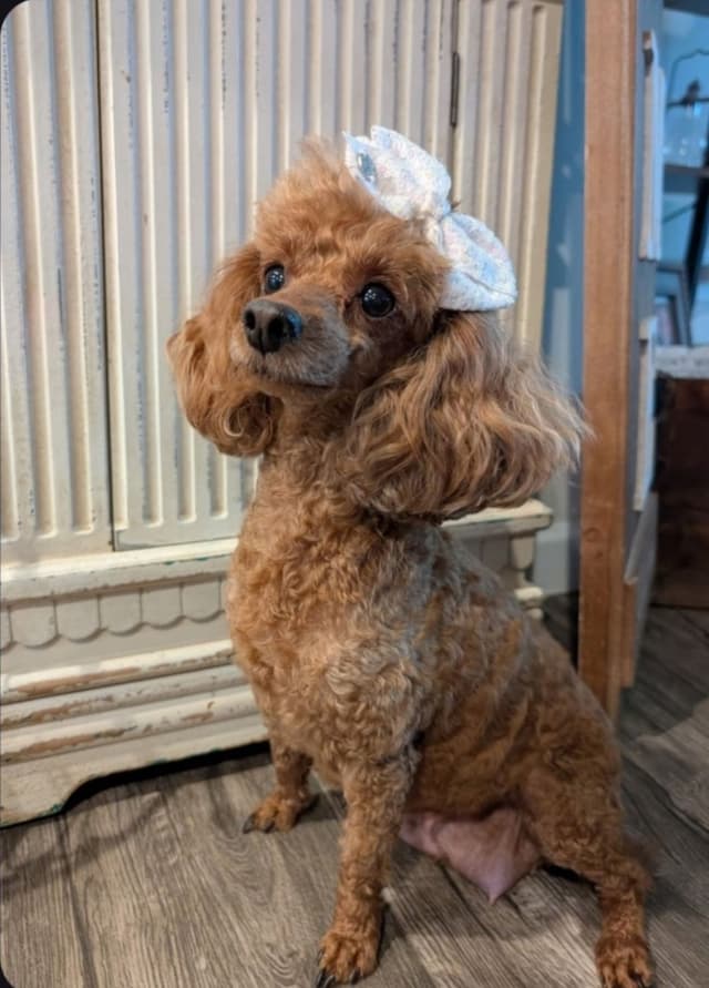 Toy Poodle Pups charts 6+ lb $2500 media 7
