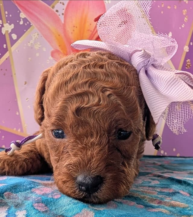 Toy Poodle Pups charts 6+ lb $2500 media 3