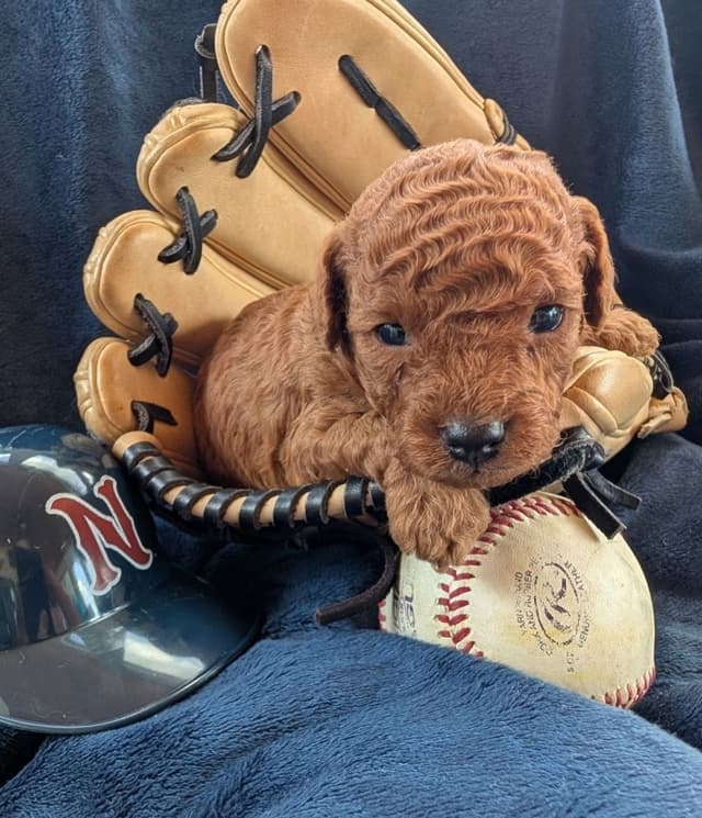 Toy Poodle Pups charts 6+ lb $2500 media 2