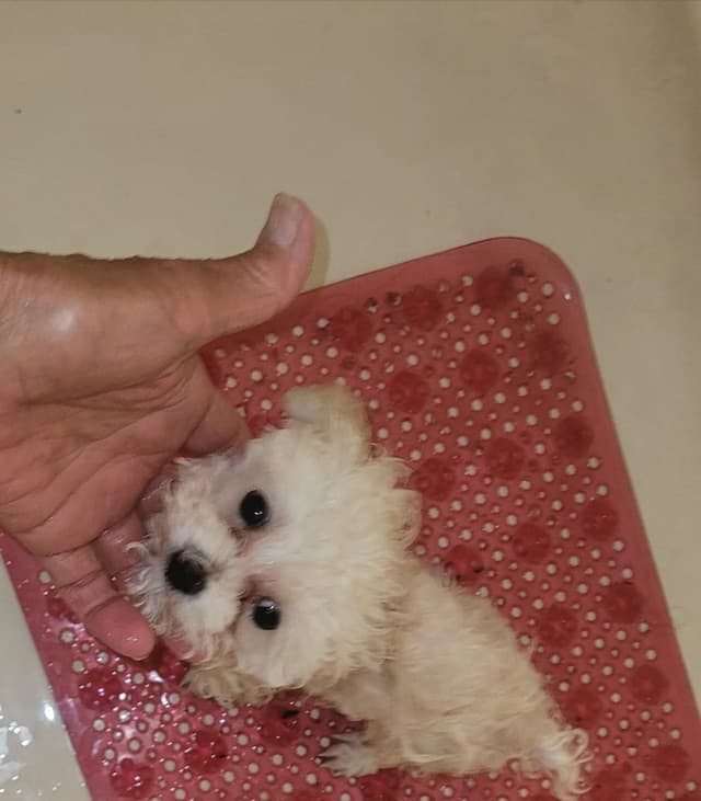 Toy Male Poodle Pup charting 4.5# $2500 media 2
