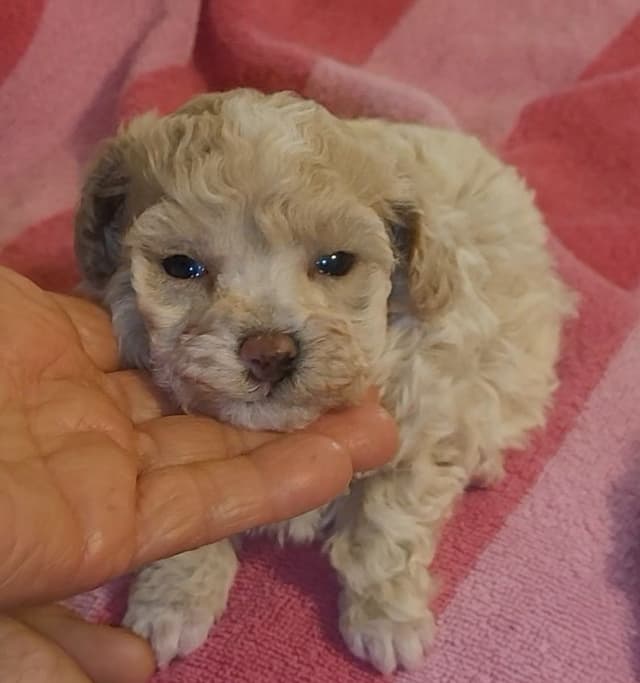 Toy Poodle female Pup 5 lbs when adult media 3