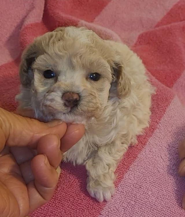 Toy Poodle female Pup 5 lbs when adult media 4