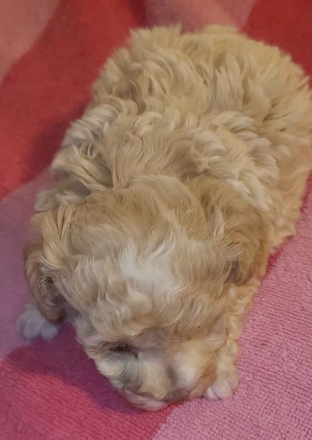 Toy Poodle female Pup 5 lbs when adult media 2