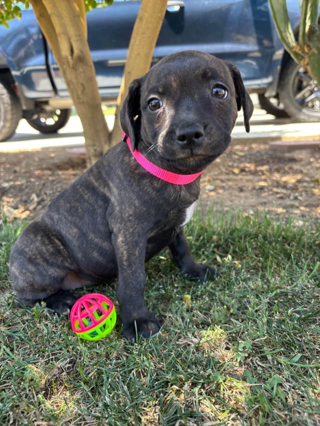 Staffordshire Bull Terrier Puppies media 2