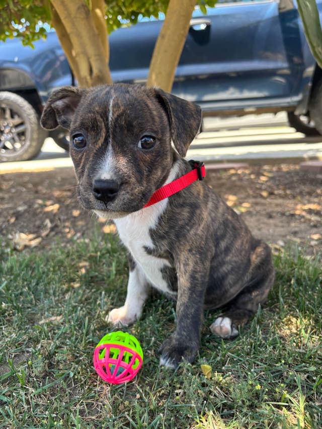 Staffordshire Bull Terrier Puppies media 3