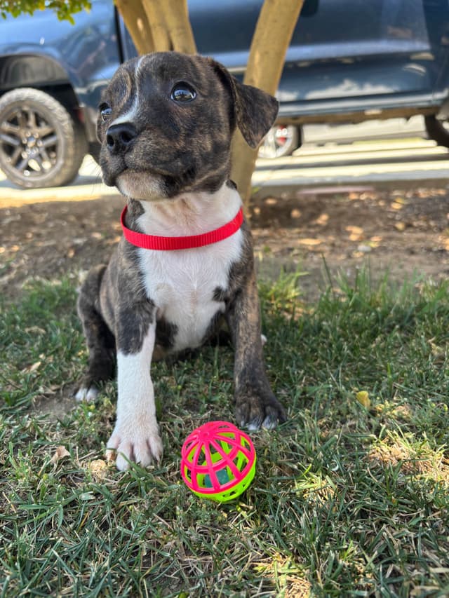 Staffordshire Bull Terrier Puppies media 4