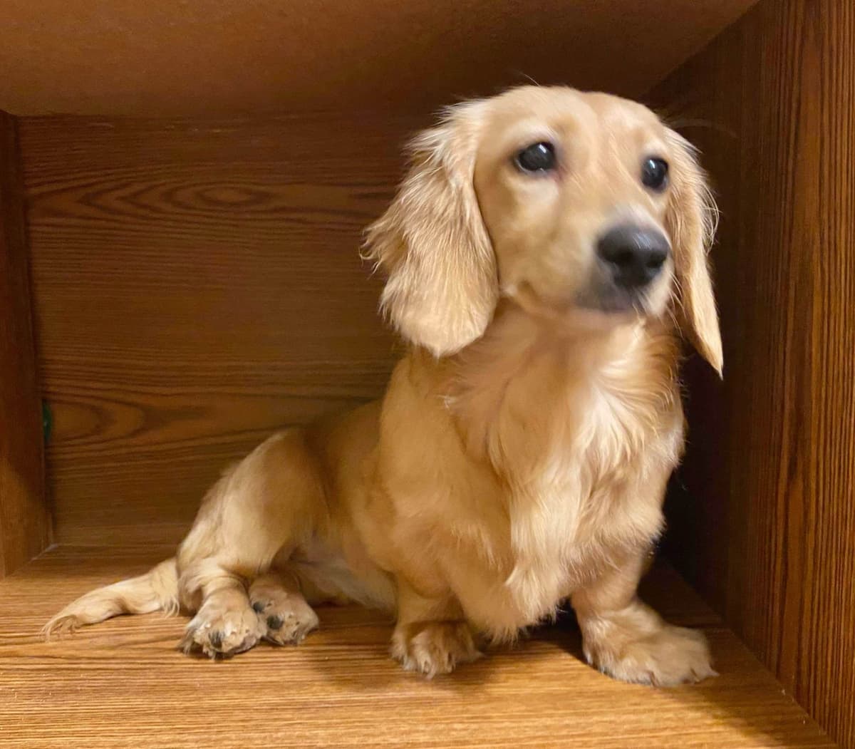 Longhair Cream Dachshund Puppies breeder image 2