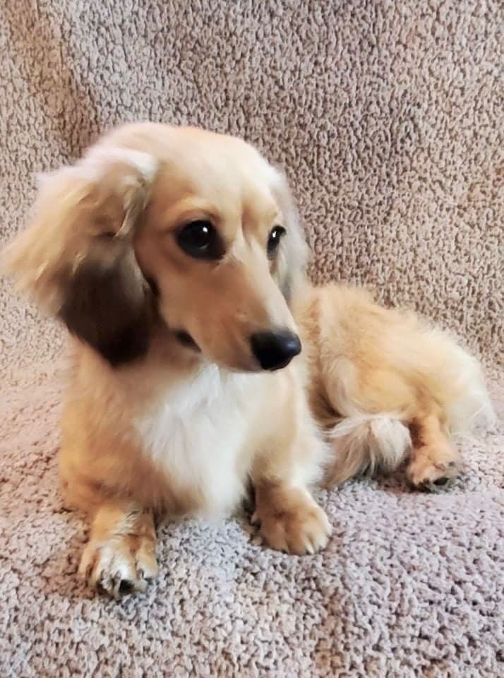 Longhair Cream Dachshund Puppies breeder image 5