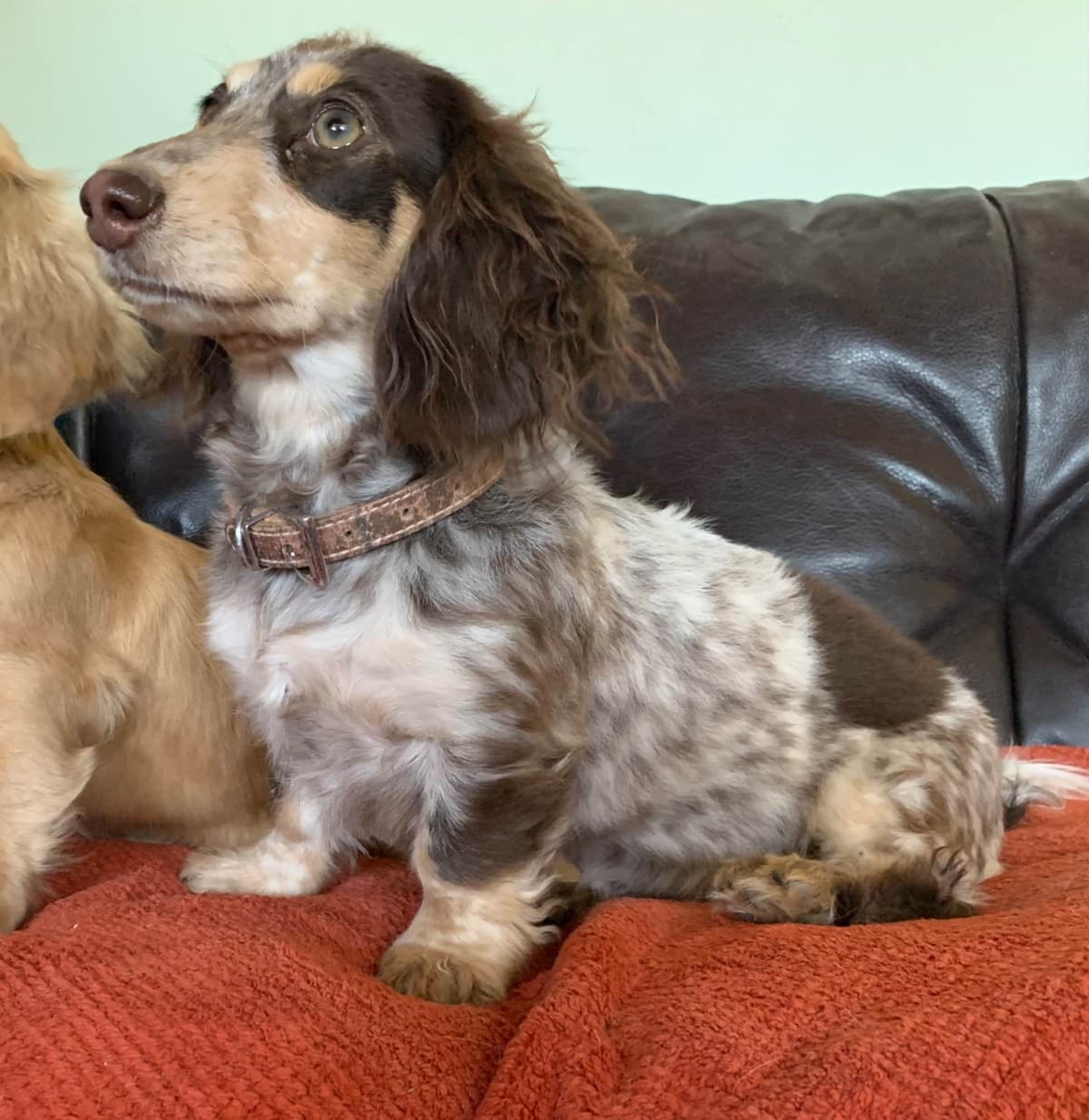 Longhair Cream Dachshund Puppies breeder image 7