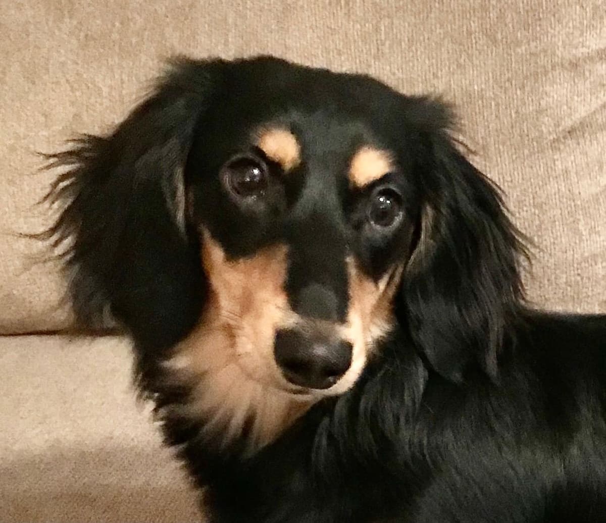 Longhair Cream Dachshund Puppies breeder image 8