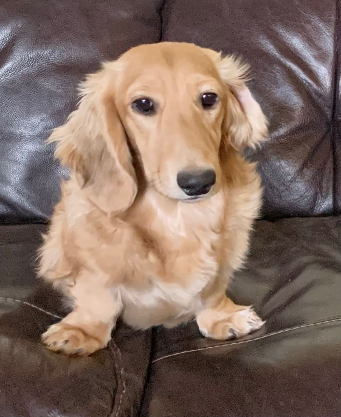 Longhair Cream Dachshund Puppies breeder image 9