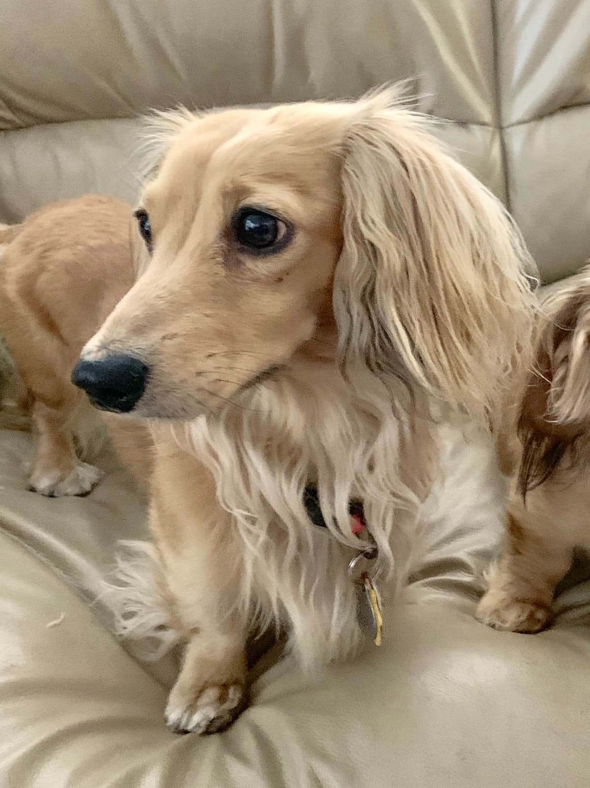 Longhair Cream Dachshund Puppies breeder image 10