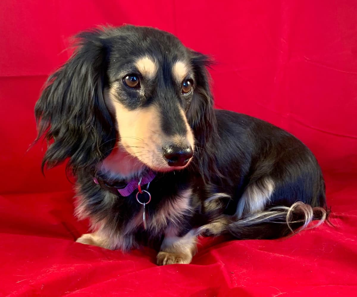 Longhair Cream Dachshund Puppies breeder image 11