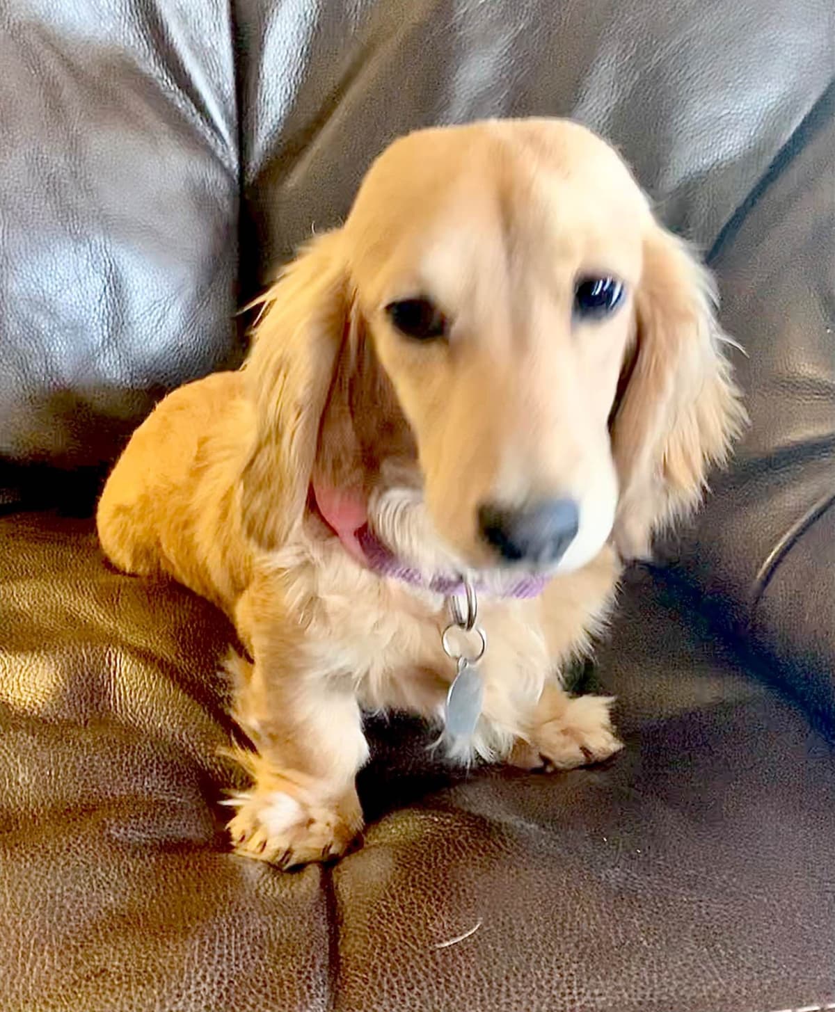 Longhair Cream Dachshund Puppies breeder image 12