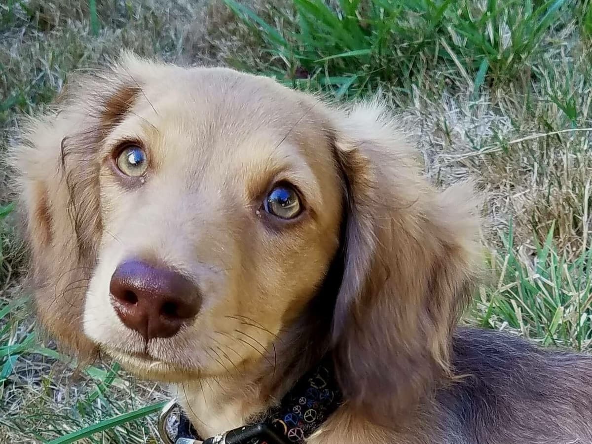 Longhair Cream Dachshund Puppies breeder image 13