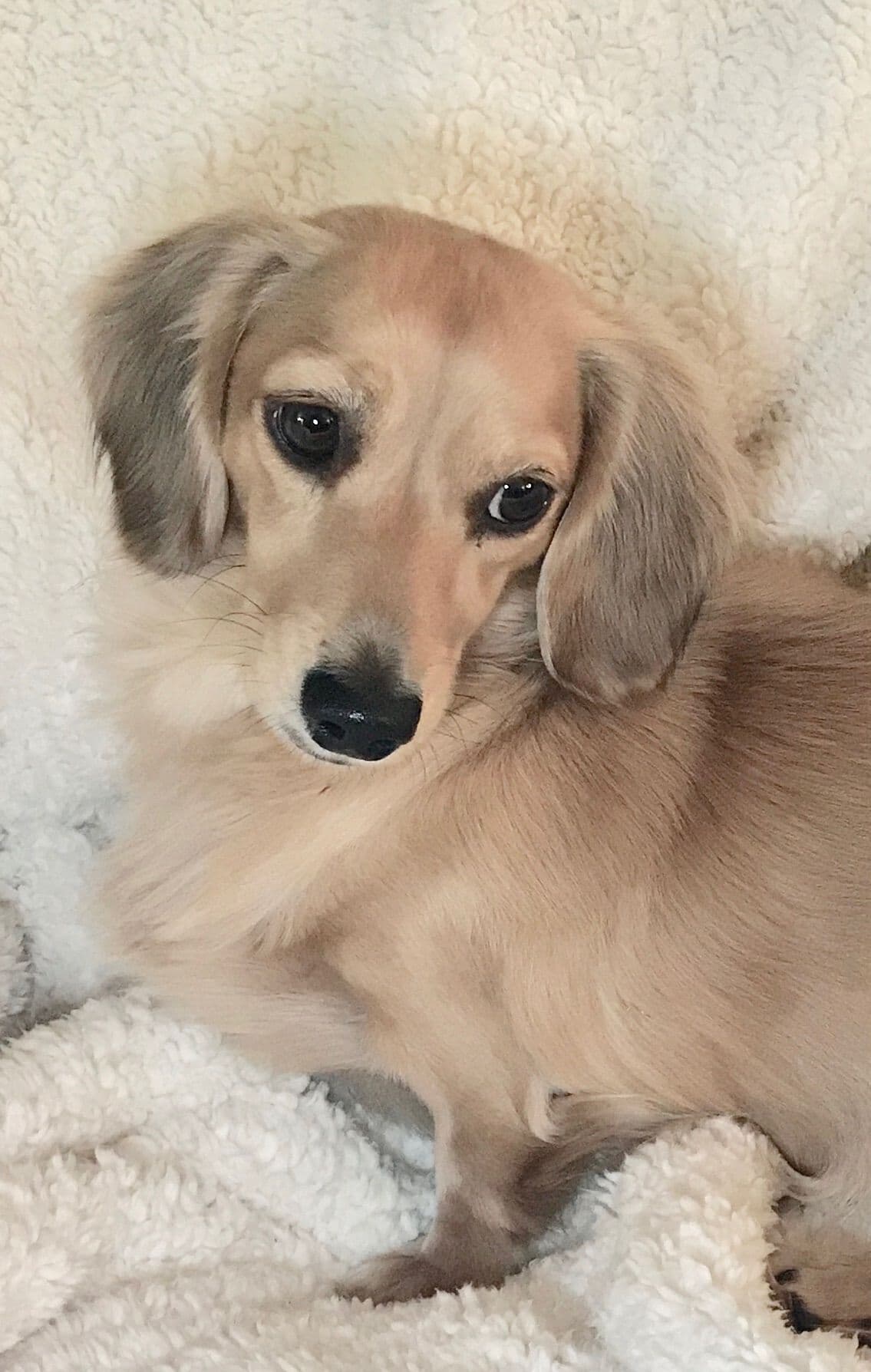Longhair Cream Dachshund Puppies breeder image 14