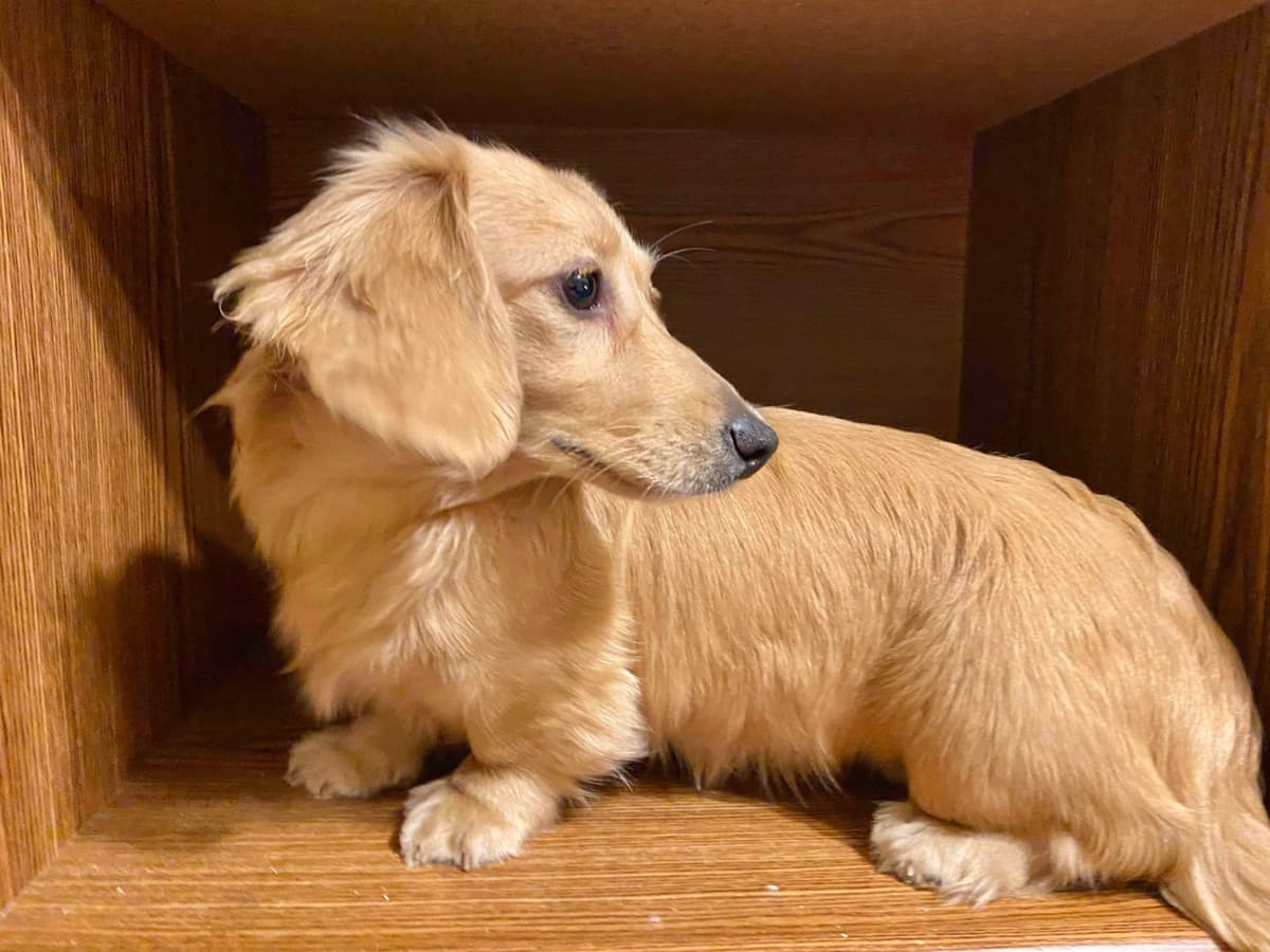 Longhair Cream Dachshund Puppies breeder image 15