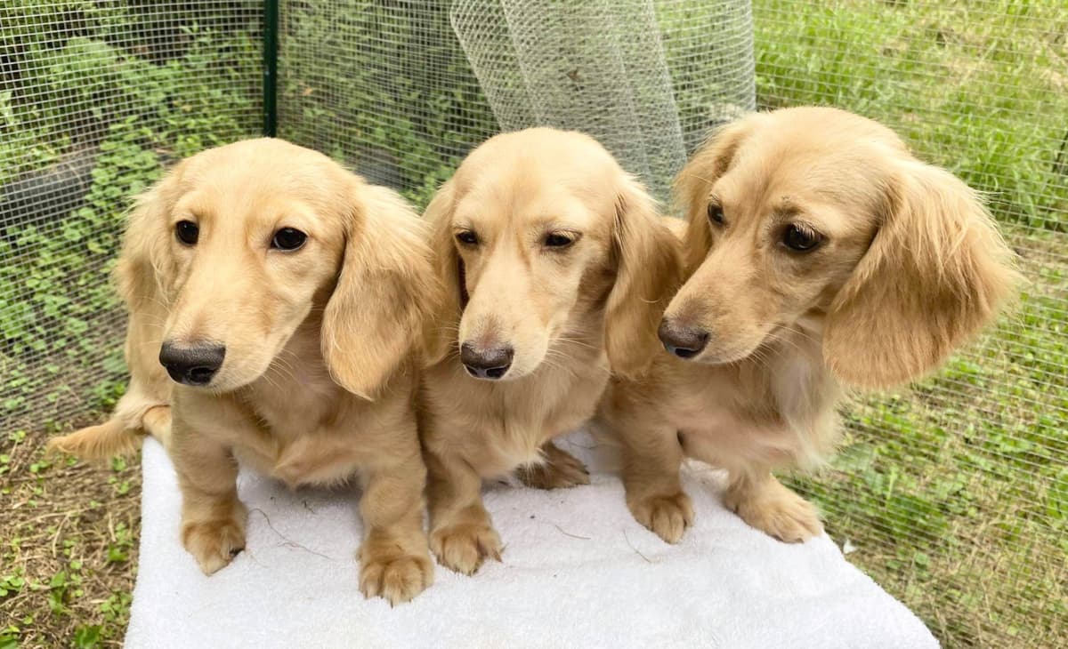 Longhair Cream Dachshund Puppies breeder image 16