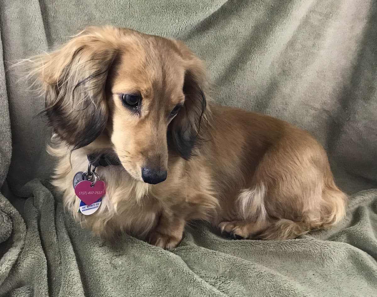 Longhair Cream Dachshund Puppies breeder image 19
