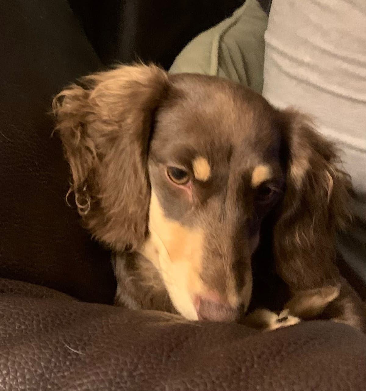 Longhair Cream Dachshund Puppies breeder image 18