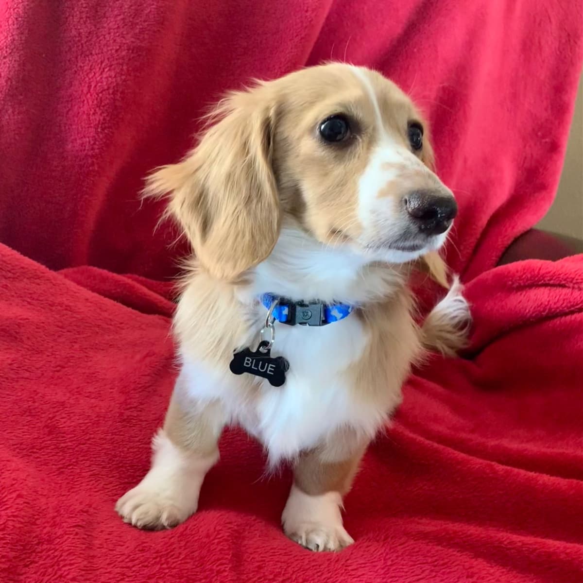 Longhair Cream Dachshund Puppies breeder image 20