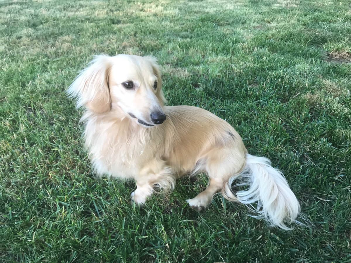 Longhair Cream Dachshund Puppies breeder image 22
