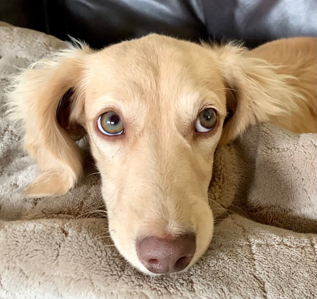 Longhair Cream Dachshund Puppies breeder image 21