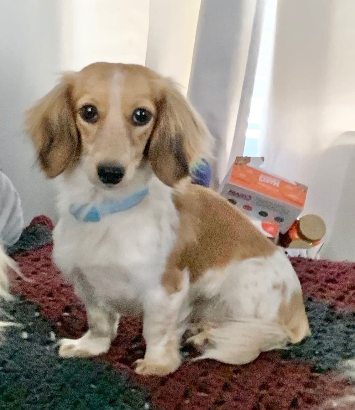Longhair Cream Dachshund Puppies breeder image 24