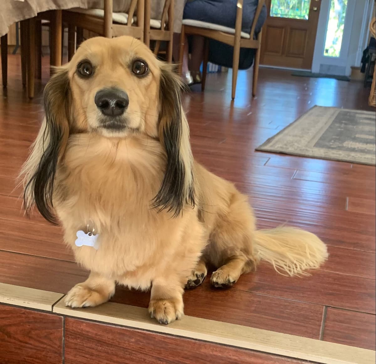Longhair Cream Dachshund Puppies breeder image 23