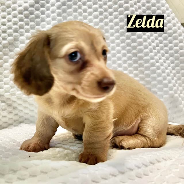 Longhair Cream Dachshund Puppies media 2