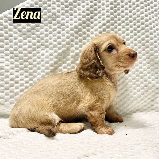 Longhair Cream Dachshund Puppies media 3