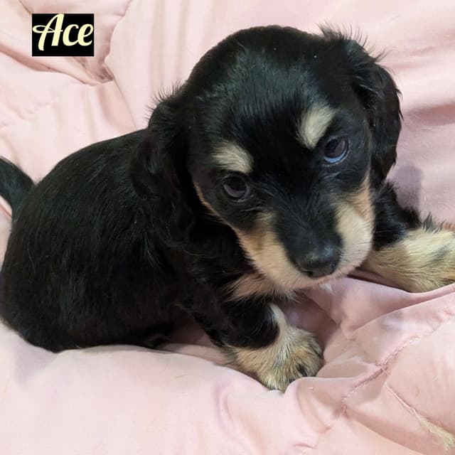 Longhair Cream Dachshund Puppies media 4