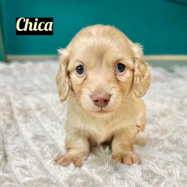 Longhair Cream Dachshund Puppies media 2