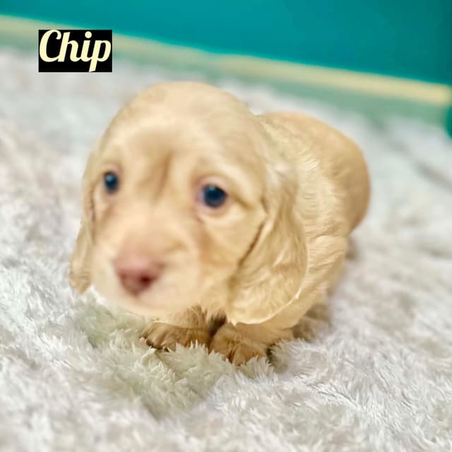 Longhair Cream Dachshund Puppies media 3