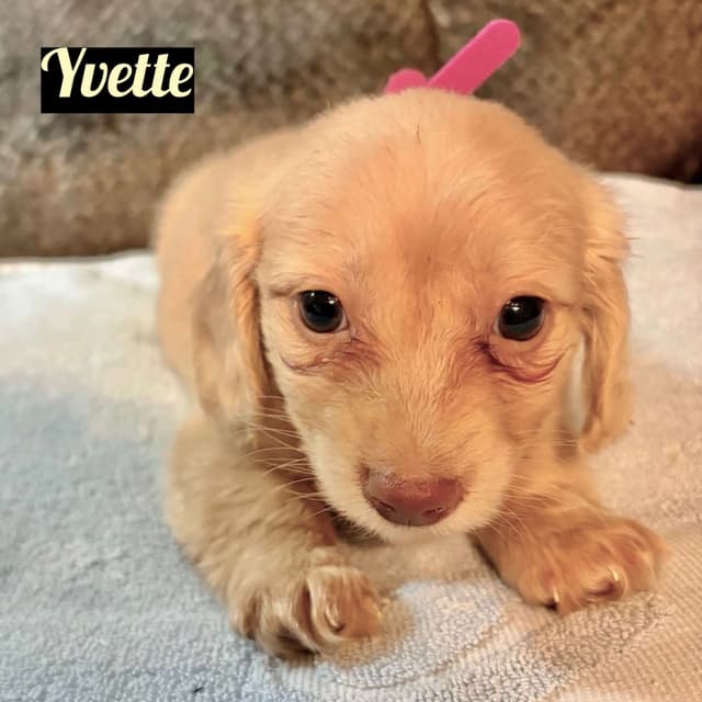 Longhair Cream Dachshund Puppies media 2