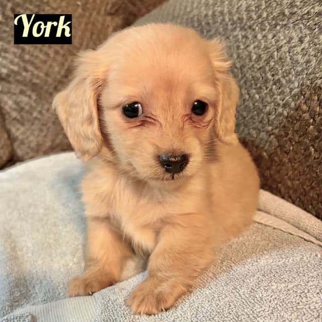 Longhair Cream Dachshund Puppies media 3